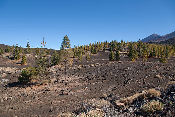 istock Teide Tenerife Canarian volcano landscapes 498311064
