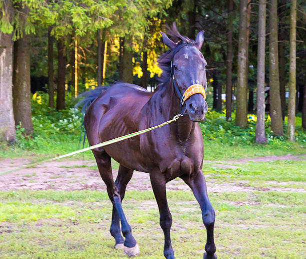 istock Dark brown horse running with lead 498311128