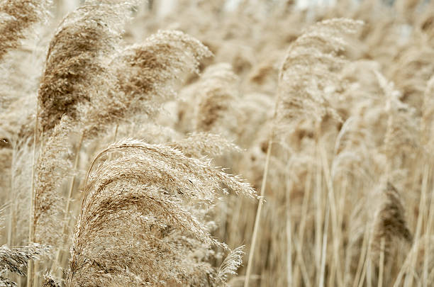 istock autumn dry grassdry grass background 498311404