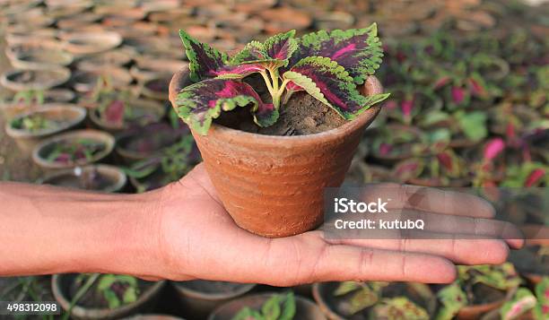 Hand Holding A Plant Stock Photo - Download Image Now - 2015, Agriculture, Backgrounds