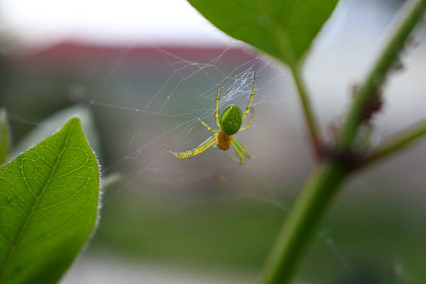 Spider stock photo