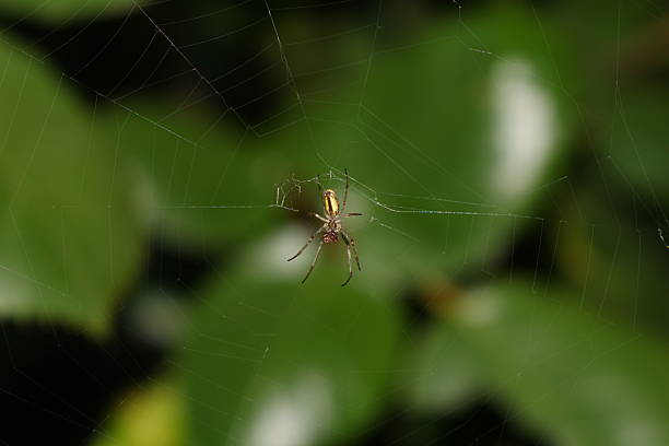 Spider stock photo