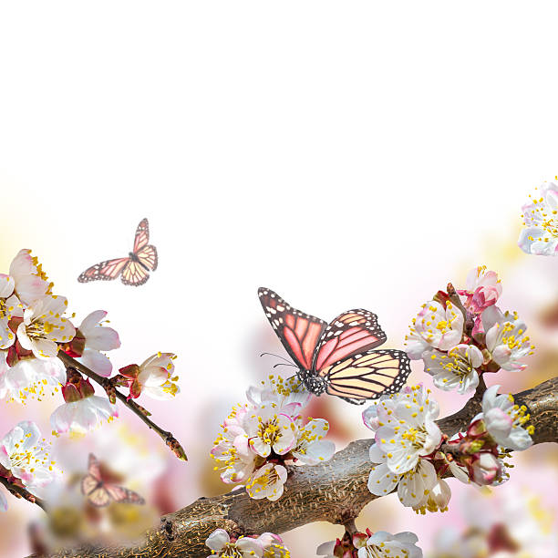 istock Apricot flowers in spring 498313845