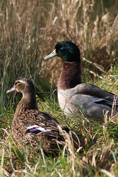 istock Male and Female Mallards 498314691