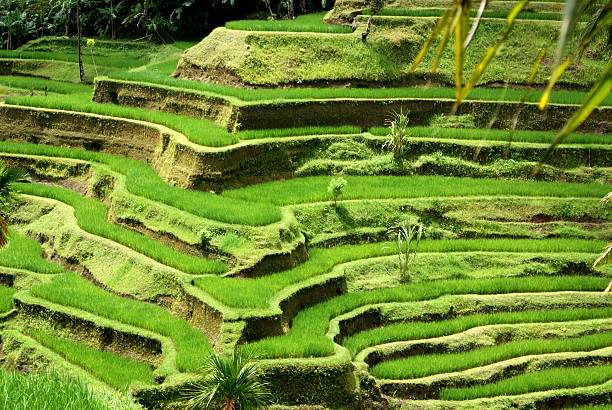 Rice fields and terrace, Bali, Indonesia stock photo