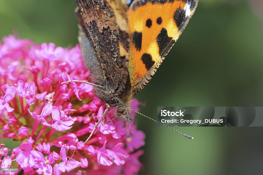 Butterfly on valerian flower Brown and orange butterfly insect (Tortoiseshell type) feeding nectar from pink valerian flower head. Animal Stock Photo