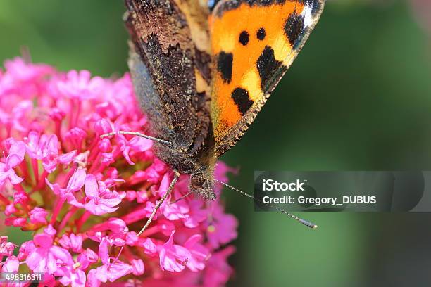 Butterfly On Valerian Flower Stock Photo - Download Image Now - Animal, Animal Antenna, Animal Body Part