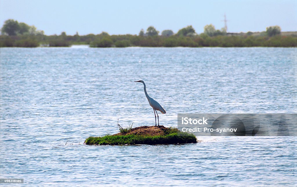 Great White Egret Great White Egret (Egretta Alba).  Astrakhan Stock Photo