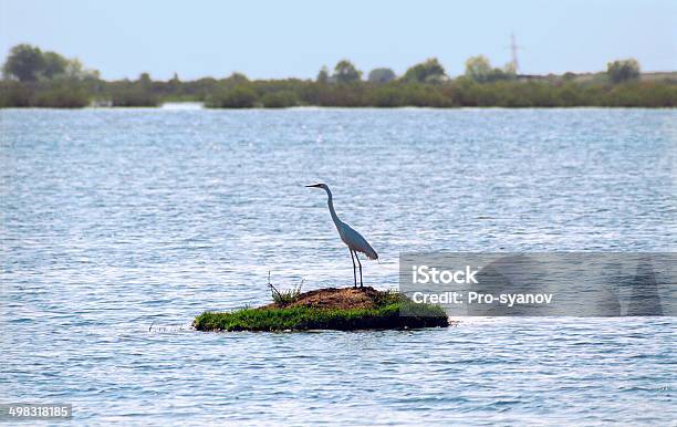 Great White Egret Stock Photo - Download Image Now - Astrakhan, Bird, Animal