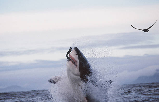 istock Breaching Great White shark - False Bay, South Africa. 498318193