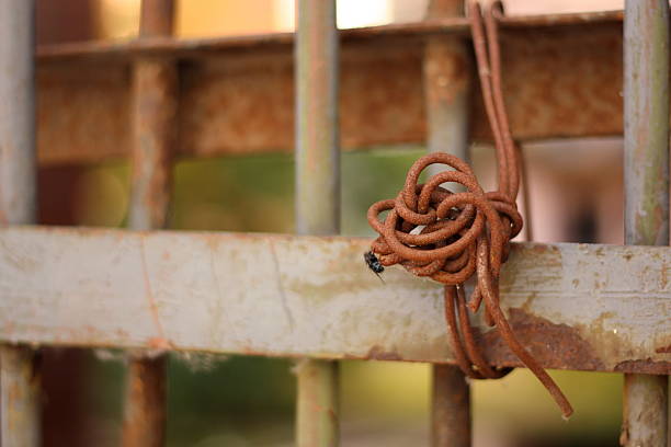 istock Fly and the knot 498318781