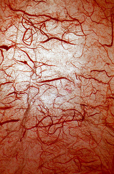 veines fond rouge - human vein photos et images de collection
