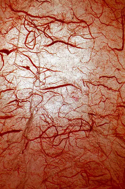 Photo of Red veins background
