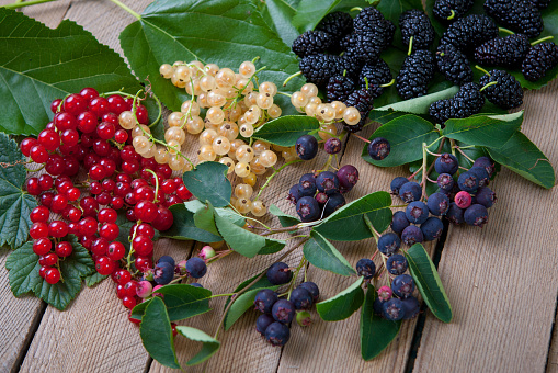 Berries on Wooden Background. Summer  currant and mulberry. Agriculture, Gardening, Harvest Concept