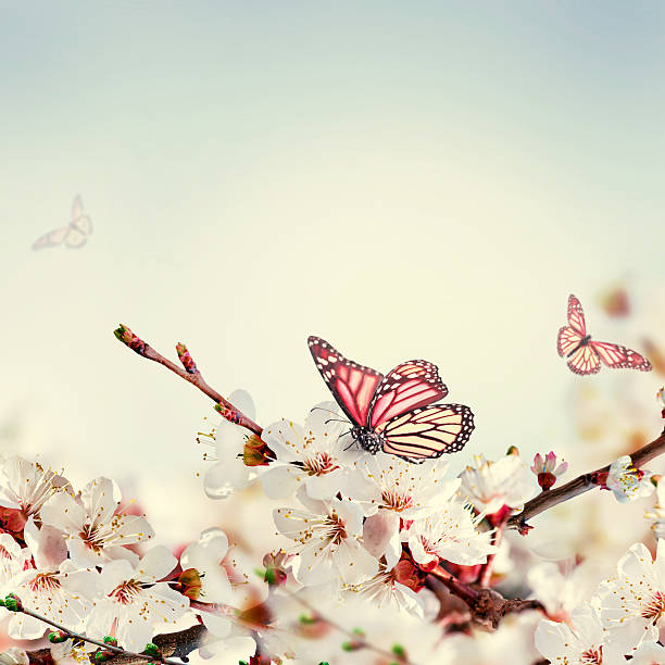 istock Apricot flowers in spring 498319393