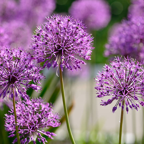 istock Giant onion flowers 498320293