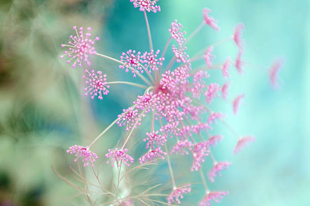 istock Beautiful pink and blue colored flower background 498332871