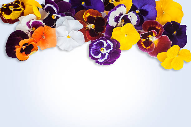 istock Fresh flowers and place for your text. 498333285