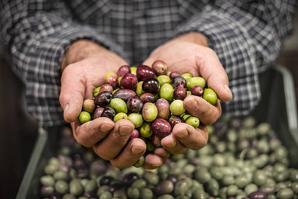 Man's hands holding a handful of olives stock photo