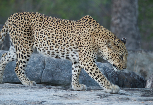 Leopard on the rock.