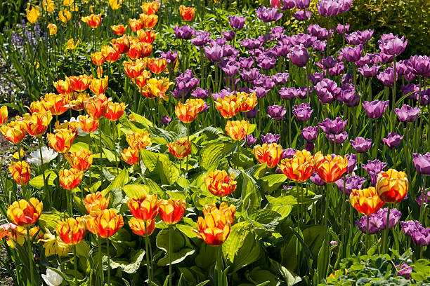 istock Yellow and purple tulips 498334748