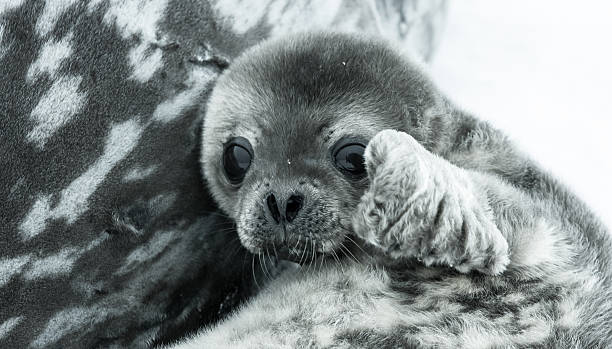 Baby seal stock photo