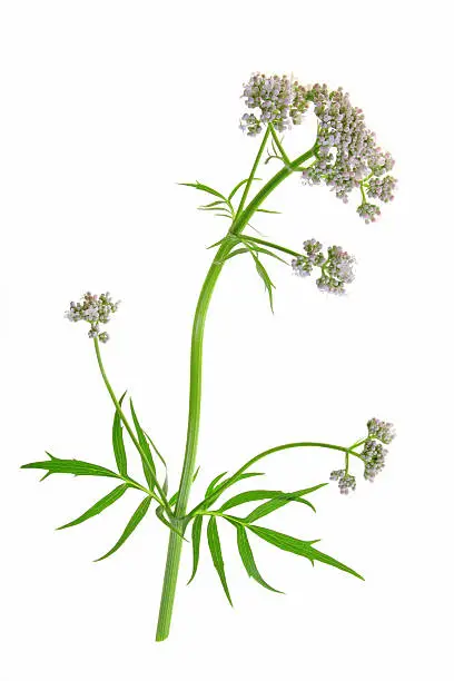 Valerian (Valeriana officinalis) flowering plant isolated in front of white background