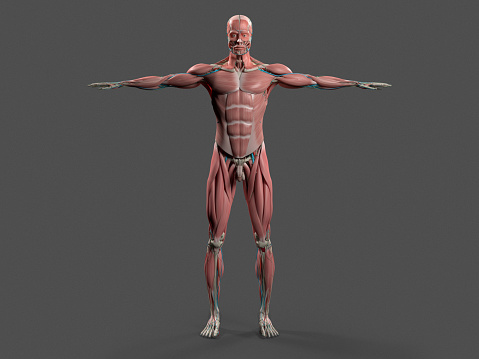 Human anatomy with front view of full body showing muscular system and vascular system on a stylish dark grey background.