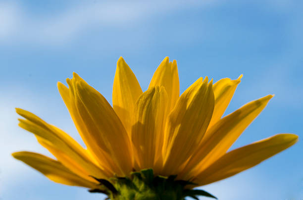 istock yellow flower against the sky 498335799
