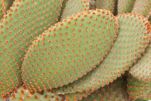 Close up of a common fig cactus or opuntia at the beach at Playa de las Americas which is a popular tourist location on the south coast of the Spanish Canary Island Tenerife.