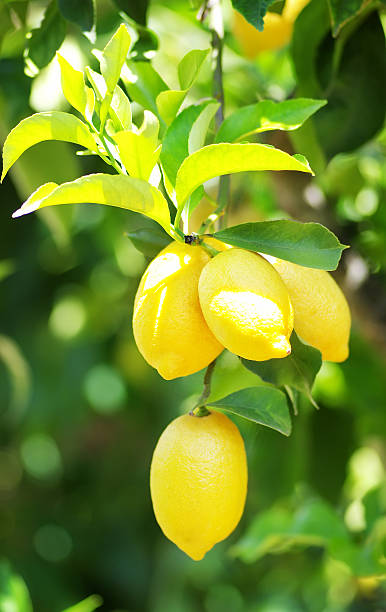 istock Bunch of ripe lemons on tree 498336659