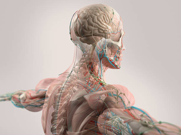 istock Human anatomy showing face, head, shoulders and back. 498337042