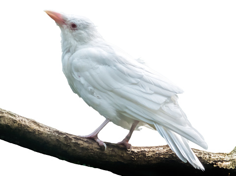 Bird isolated on white