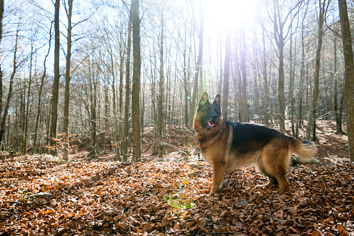 German Shepherd in the owner's attentive forest