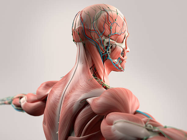 Human anatomy showing face, head, shoulders and back. stock photo