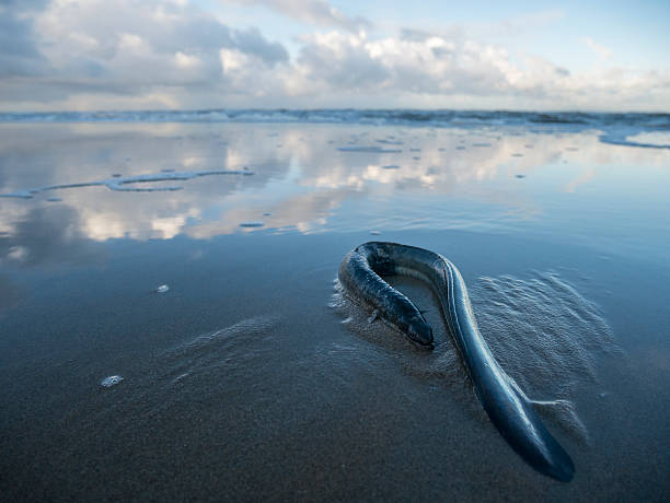 Washed up Eel on the beach Dead Eel washed up on a beach during a Fall storm over the North Sea. saltwater eel stock pictures, royalty-free photos & images