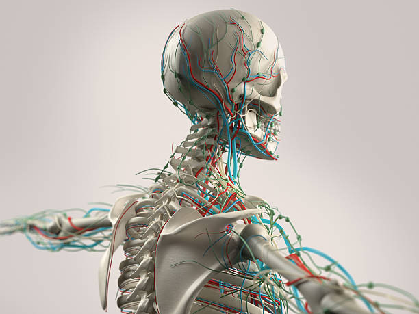 istock Human anatomy showing face, head, shoulders and back. 498337558