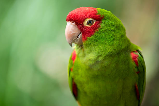 istock Portrait of red and green conure 498337579