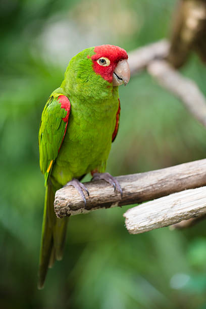 istock Portrait of red and green conure 498337583