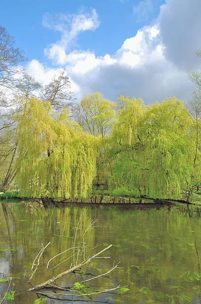 Weeping Willow at Nette River in Schwalm-Nette Nature Park, Nettetal,Rhineland,North Rhine Westfalia,Germany