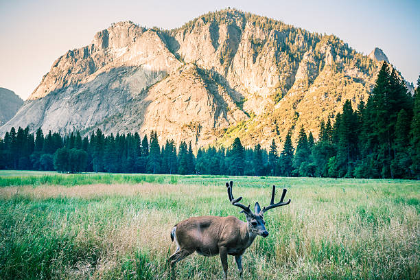 istock Deer in Yosemite National Park at Sunrise 498339177