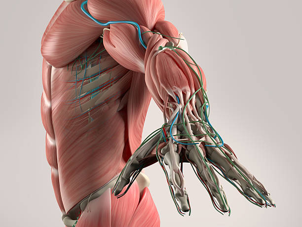 istock Human anatomy view of torso and arm. 498339706