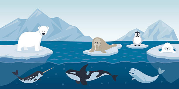 arctic tiere zeichen und hintergründe - iceberg ice glacier cartoon stock-grafiken, -clipart, -cartoons und -symbole