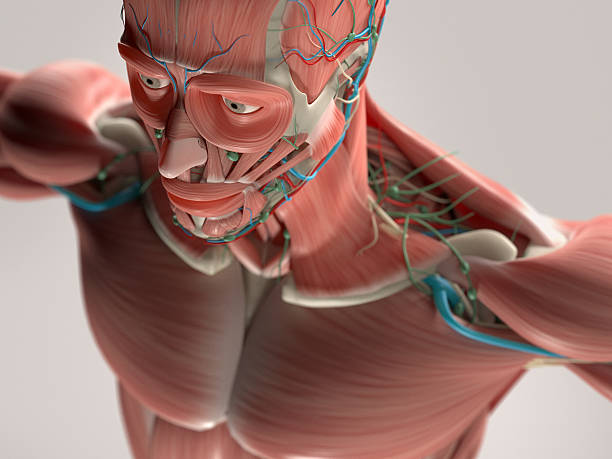 istock Human anatomy showing face, head, shoulders and chest. 498340098