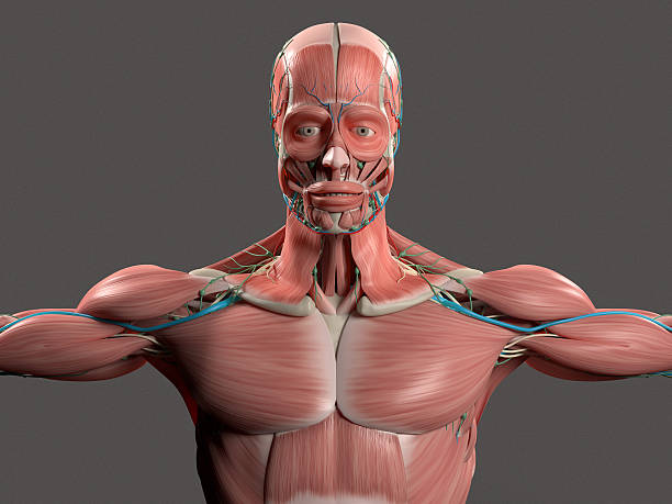 istock Human anatomy showing face, head, shoulders and chest. 498340554