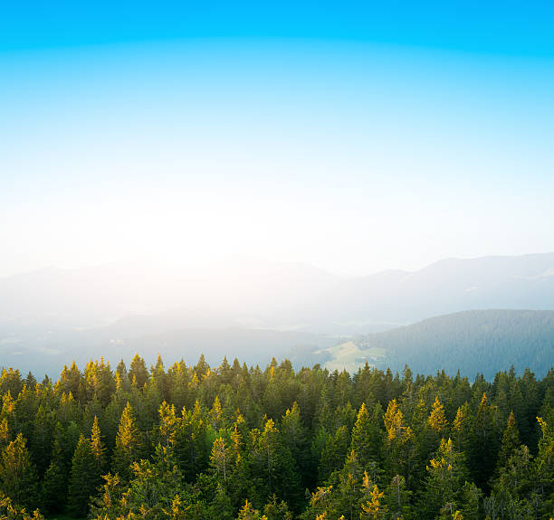 広々とした松の森早朝の太陽の光 - treetop tree sky blue ストックフォトと画像