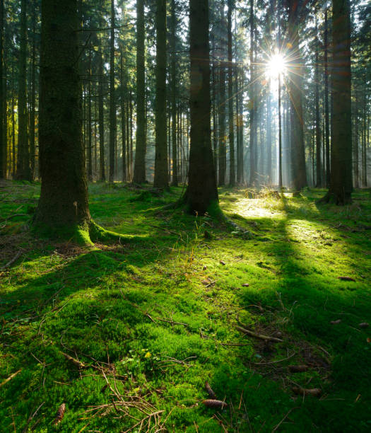 istock Sunbeams in Natural Spruce Tree Woodland, Moss Covered Forest Floor 498341154