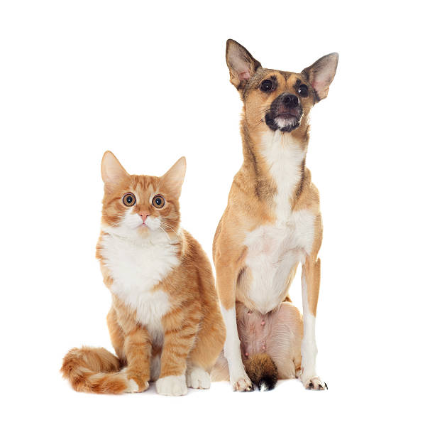 istock red dog and red kitten looking 498342460
