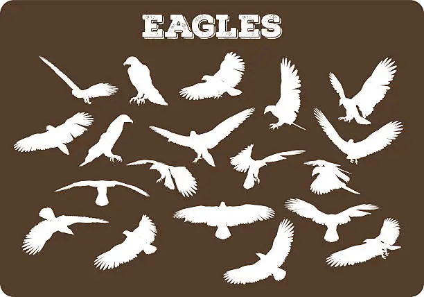 Vector illustration of Eagles In Various Poses