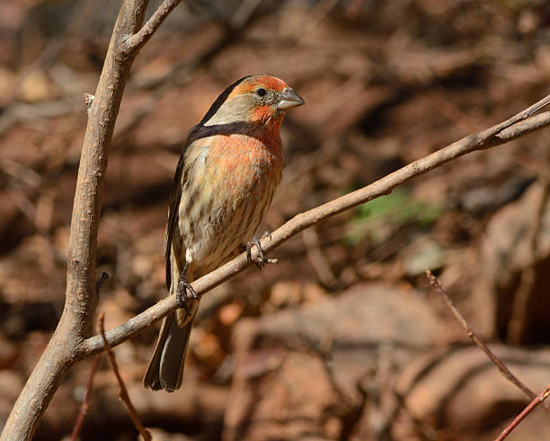 istock Male House Finch (Carpodacus mexicanus) 498345194